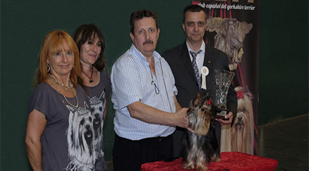 Multi Ch Galilea de Marvels Lux BEST in SHOW